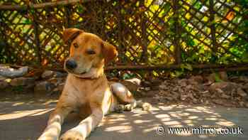 Vet explains dog food method to keep pets cool in 38C British heatwave