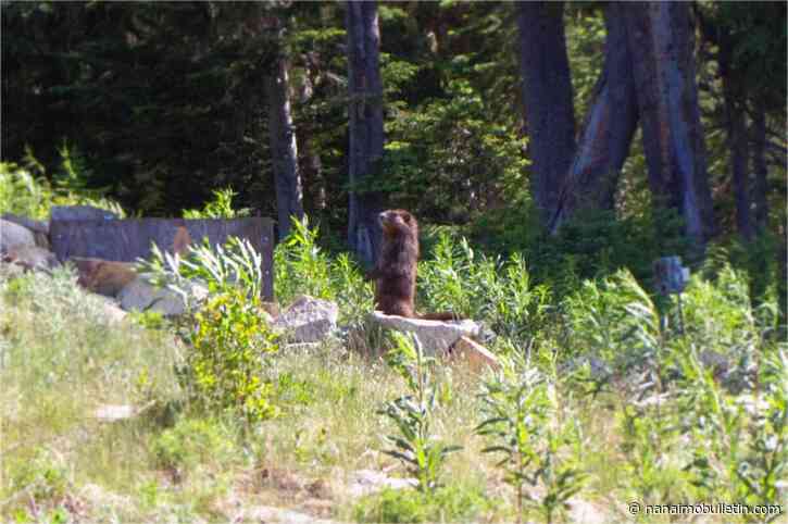 Wild and precious life: four marmots released on Mount Washington