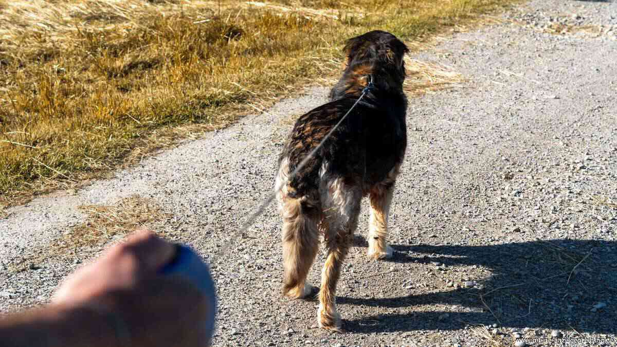 Joggerin gebissen, Rehe gerissen – Rudelzhausens Bürgermeister appelliert an ignorante Hundebesitzer