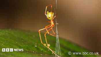 Spider which uses spring trap to capture prey discovered in Australia