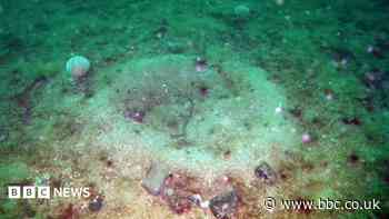 Seabed damaged by fishing showing signs of recovery