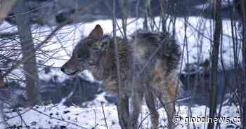 ‘Very worrisome’: Coyote attack on child in Durham sparks renewed safety call