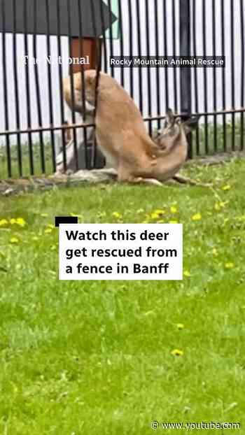 Watch this deer get rescued from a fence in Banff