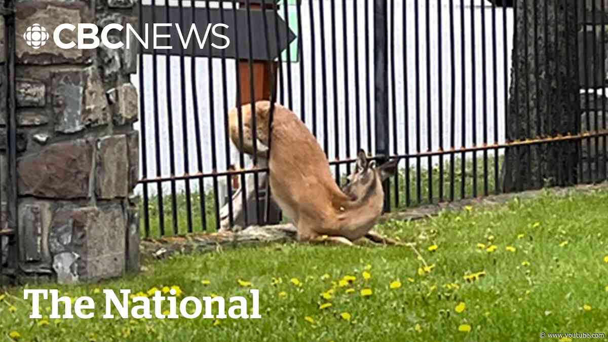 A deer stuck in a fence gets rescued | The Moment
