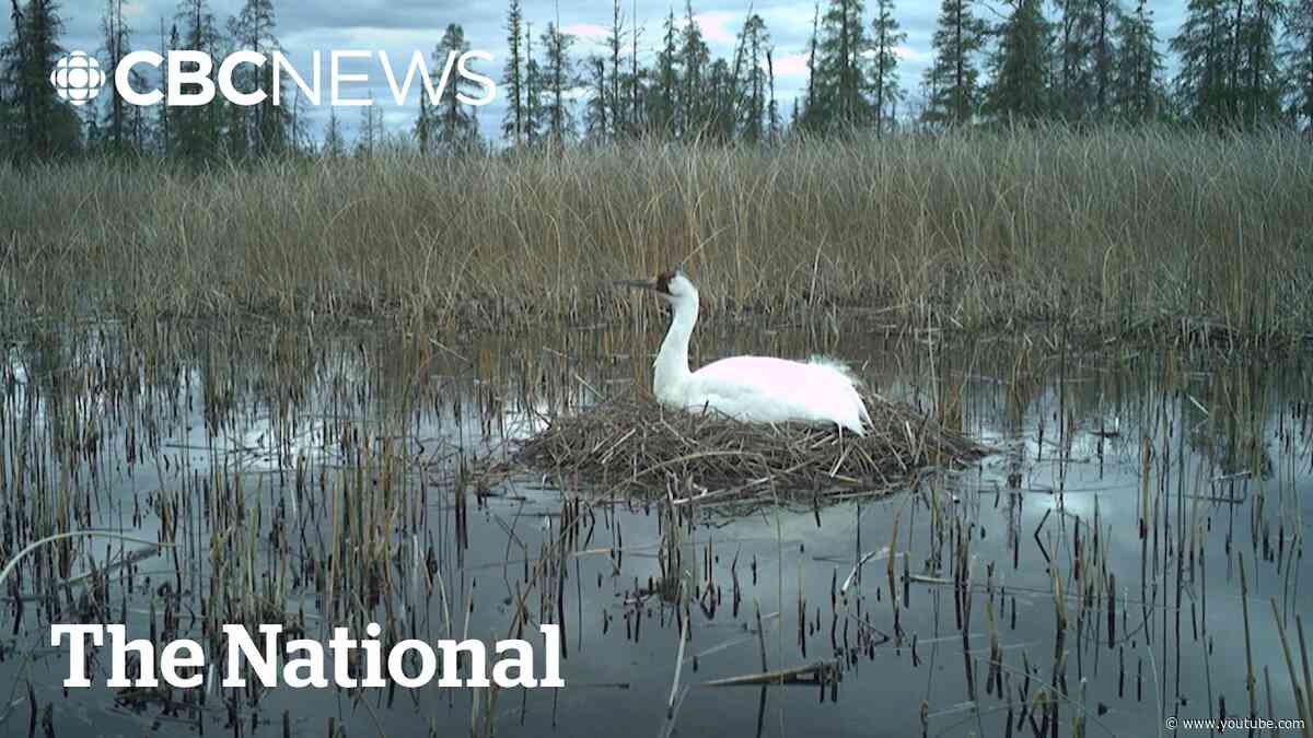 Critical whooping crane habitat largely saved from wildfire, Parks Canada says