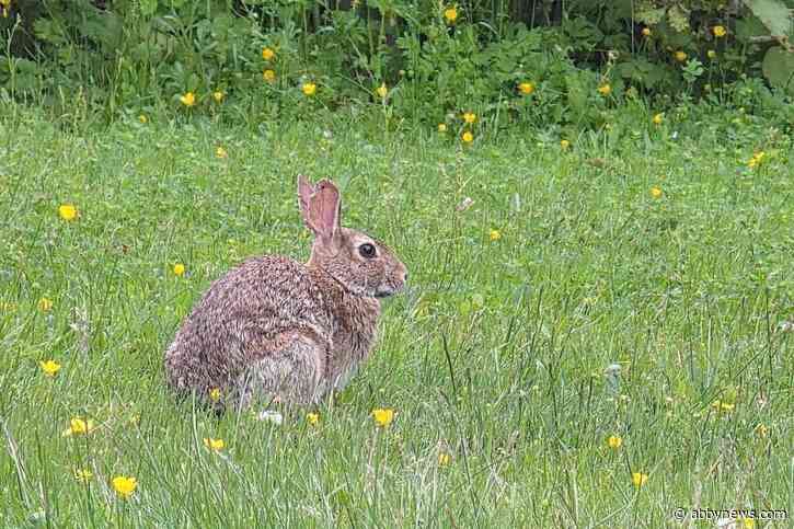 Abandoned bunnies create population boom in Lower Mainland