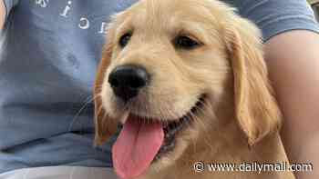 Meet Nova the golden retriever - the first dog to live full-time on a psychiatric ward