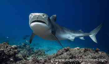 Shark attacks 12-year-old American boy in waters off Bahamas