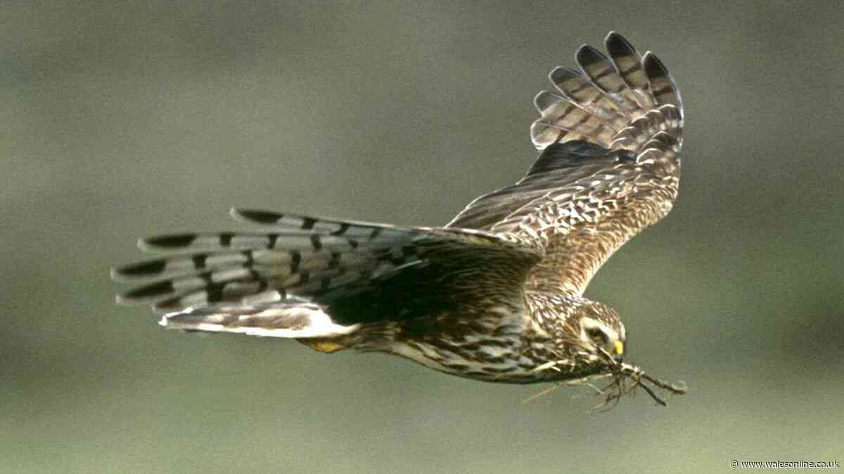 Rare Hen Harrier vanishes in Welsh 'Bermuda Triangle' – with satellite tag cut from its body