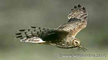 Rare Hen Harrier vanishes in Welsh 'Bermuda Triangle' – with satellite tag cut from its body