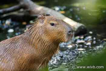 Buffalo Zoo welcomes Mozzarella the Capybara
