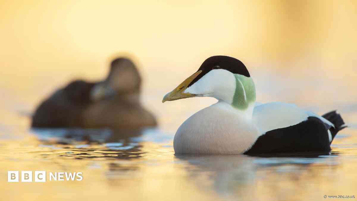 Wardens complete island's annual duck count