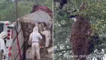 Millions of honeybees escape in Texas neighborhood after semi-truck carrying 400 hives tips over