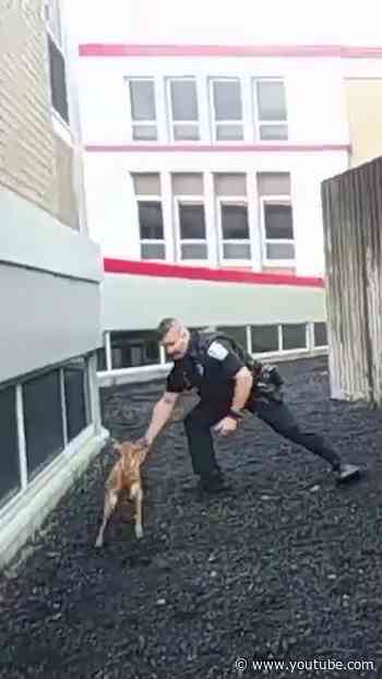 Officer captures fawn that got trapped in a school