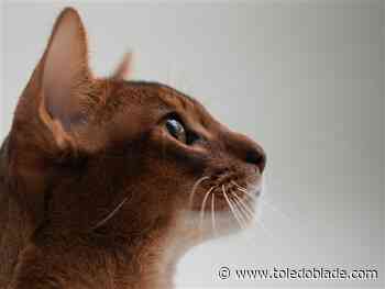 Bowling Green to host 65th annual pet show