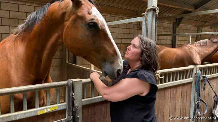 Zo houden deze paarden het hoofd koel
