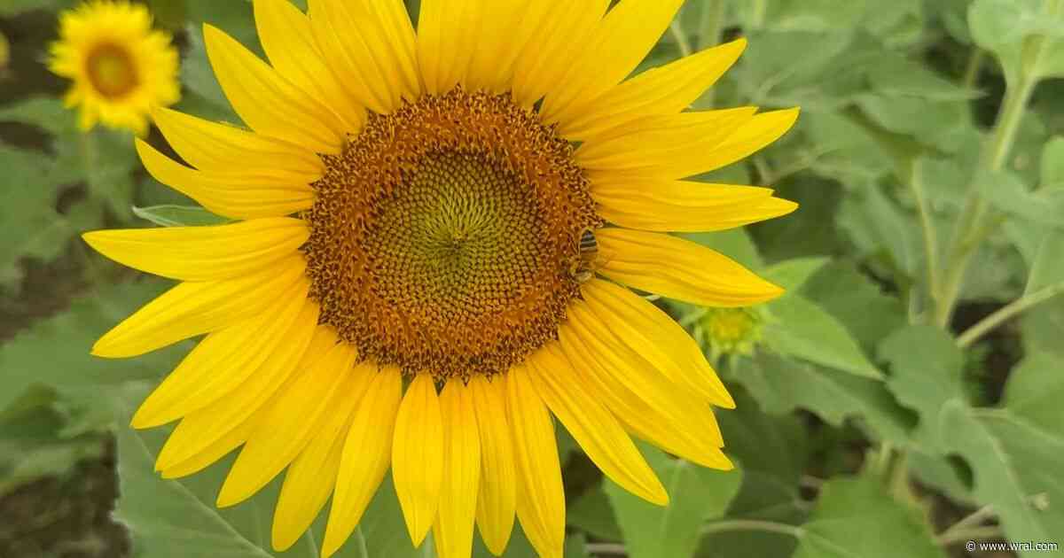 Expect to see more sunflowers, wildflowers at Dix Park this summer