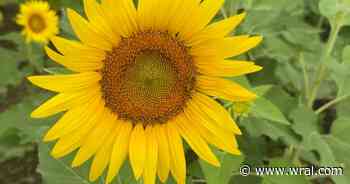Expect to see more sunflowers, wildflowers at Dix Park this summer