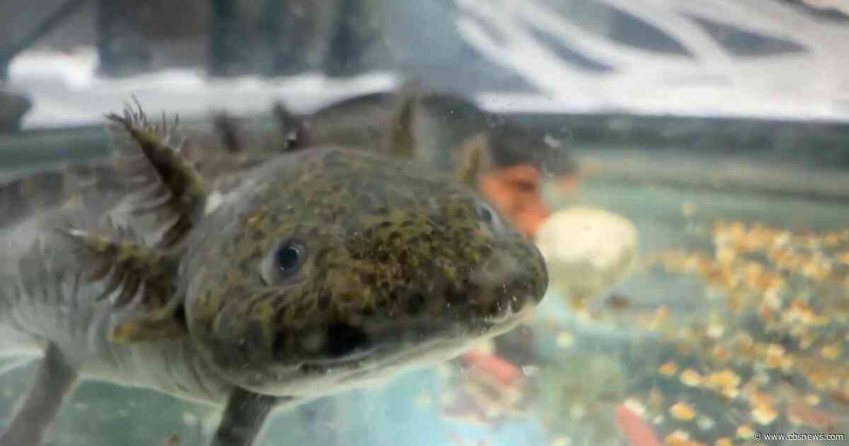 Axolotls celebrated during the World Cup, but remain critically endangered in the wild