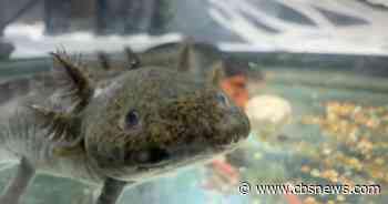 Axolotls celebrated during the World Cup, but remain critically endangered in the wild