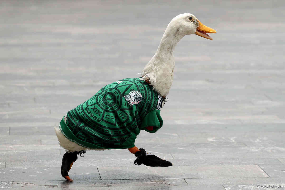 How a Duck Named Merlin Became the Face of Team Mexico During the World Cup