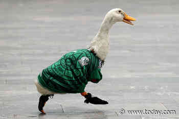 How a Duck Named Merlin Became the Face of Team Mexico During the World Cup