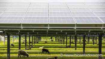 Steeds meer groene stroom: zonneparken in Nederland groeiden laatste jaren explosief