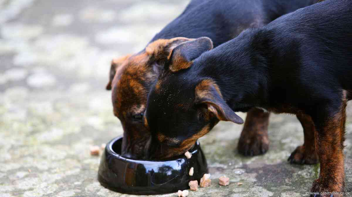 Number of places licensed under animal welfare laws has quadrupled in Stockton over past eight years