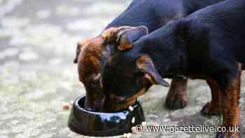 Number of places licensed under animal welfare laws has quadrupled in Stockton over past eight years