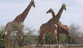 Contrary to reports, giraffe named Gracie still missing in Texas