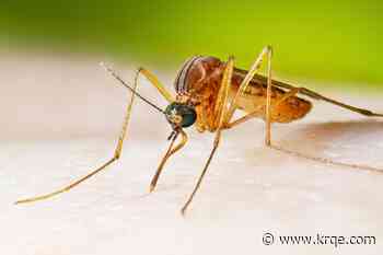 City talks mitigation efforts as mosquitoes in Bernalillo Co. test positive for West Nile virus