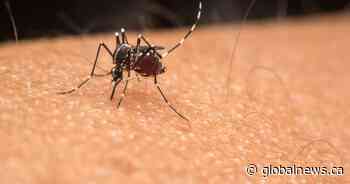 Edmonton mosquito number rising after rainy weekend — and more expected