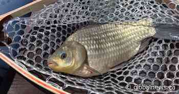 Invasive Prussian carp showing up in Sylvan Lake