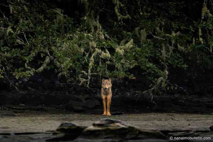Young wolves spotted near Vancouver Island golf course spark warning
