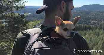 ‘She deserved better’: Owner mourns dog taken by coyote in Vancouver park