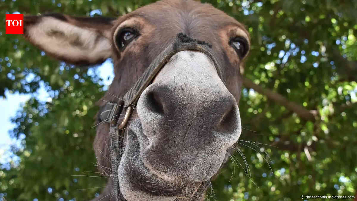 Beyond the stereotype: 7 fascinating facts about donkeys