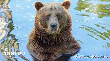 Rescued bear less grizzly after tooth surgery