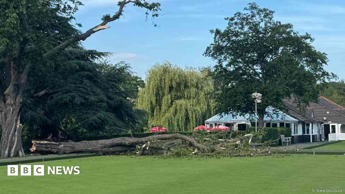 Bowling green closed until tree removed