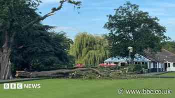 Bowling green closed until tree removed