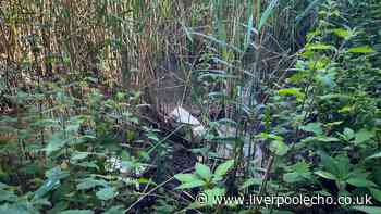 Wirral stream investigated over suspected pollution
