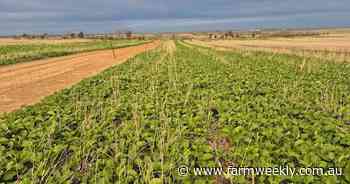 South Eastern Wheatbelt family 'quietly confident' in season after rain