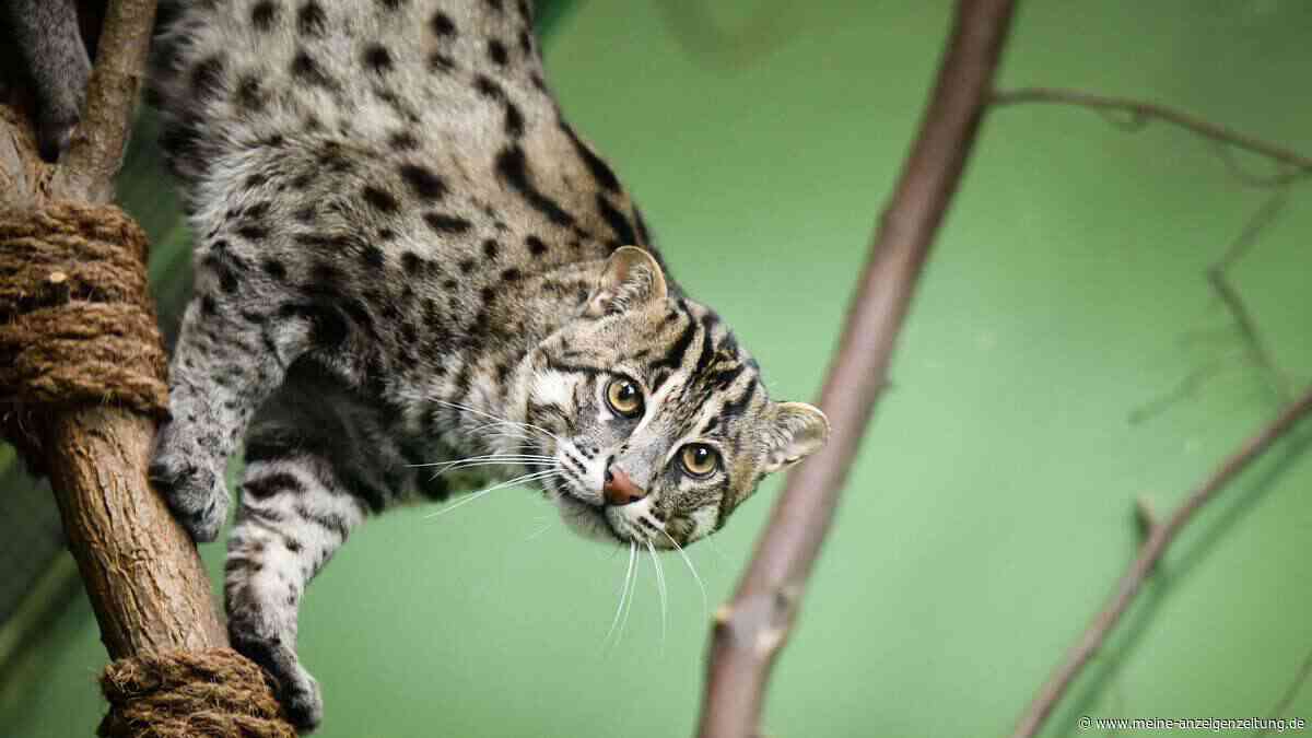 Die neue Dschungelwelt im Tierpark Hellabrunn ab sofort wieder eröffnet - wir verlosen Tickets
