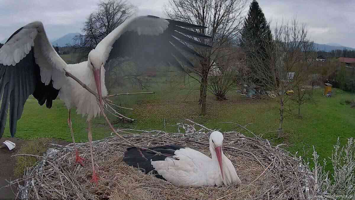 Drama im Kolbermoorer Storchennest: Wetterbedingungen sorgen für Tod aller Küken