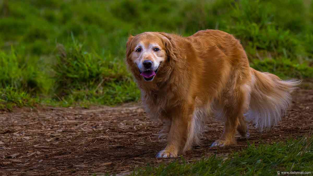 Your dog's WALK could reveal if they've got dementia: Shorter strides are an early warning sign in senior pooches, study reveals