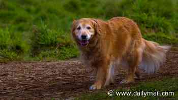 Your dog's WALK could reveal if they've got dementia: Shorter strides are an early warning sign in senior pooches, study reveals