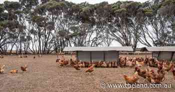 Beyond poultry: cattle, pigs, farm cats on the frontlines of virus spread