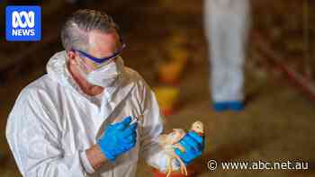 Can vaccines stop deadly bird flu from spreading?