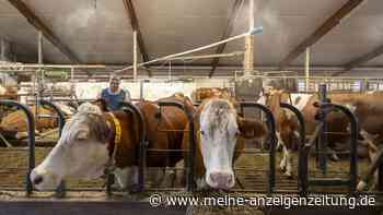 Wie Kühe die Bullenhitze kalt lässt