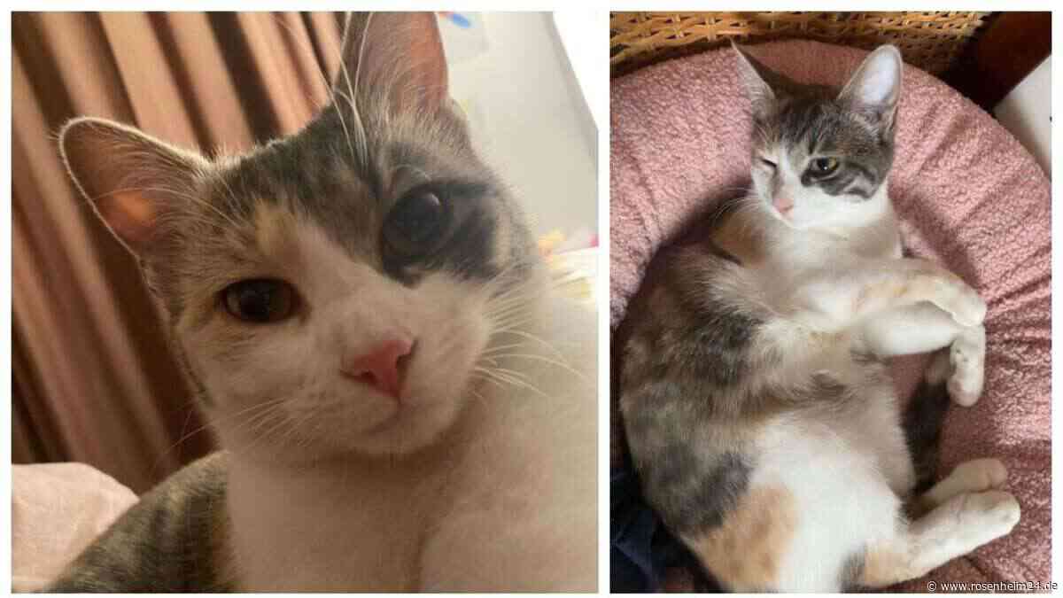 Mimi schmerzlich vermisst – Wer hat die Katze aus Althapping gesehen?