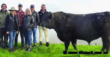 Angus bull achieves record six-figure price, with share sold to NSW stud